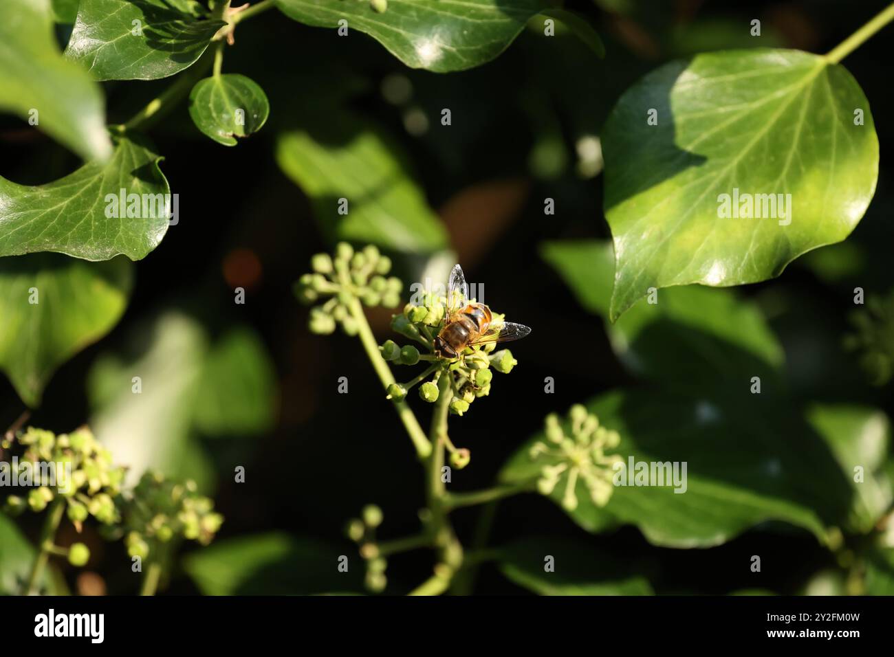Un hoverfly assis sur une fleur de lierre Banque D'Images