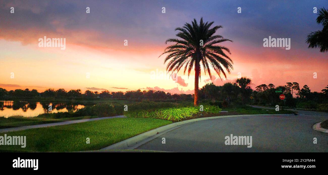 Palmier de Floride situé devant un coucher de soleil rouge ardent à Sarasota, Floride. Créé en 08.029.24 Banque D'Images