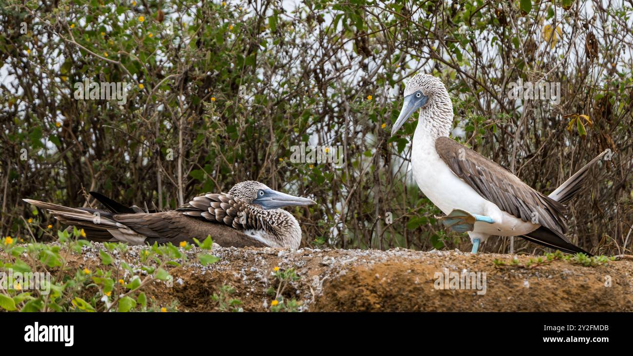 Une paire de boobies aux pieds bleus (Sula nebouxii) avec un butin féminin assis sur le nid et un mâle affichant un pied palmé bleu, île Floreana, Galapagos Banque D'Images