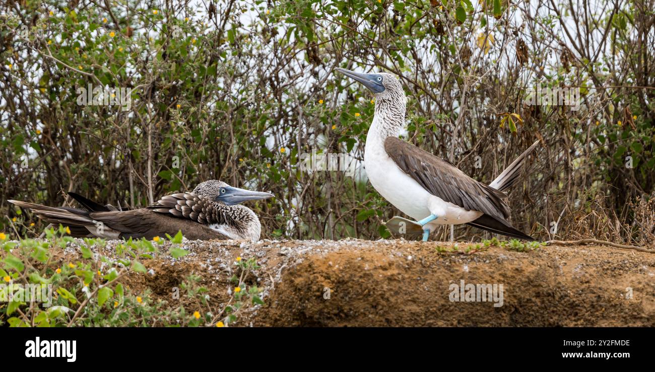 Une paire de boobies aux pieds bleus (Sula nebouxii) avec un butin féminin assis sur le nid et un mâle affichant un pied palmé bleu, île Floreana, Galapagos Banque D'Images