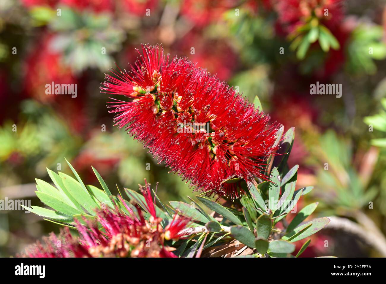 L'arbuste pleureur (Callistemon viminalis ou Melaleuca viminalis) est un arbuste endémique d'Australie. Banque D'Images