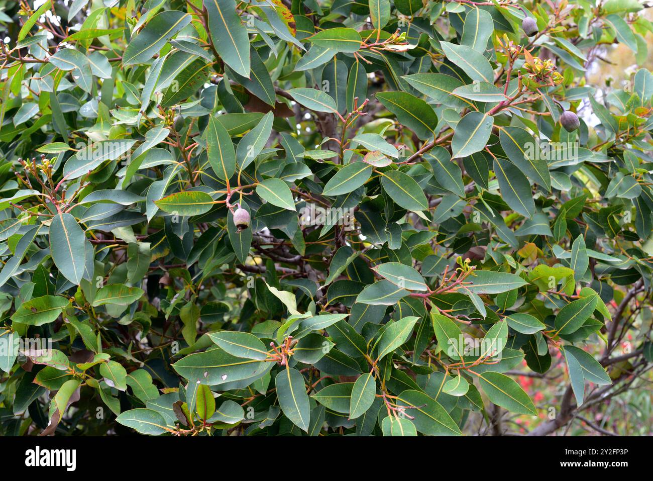 La gomme à fleurs rouge (Corymbia ficifolia) est un arbre endémique du sud-ouest de l'Australie. Banque D'Images