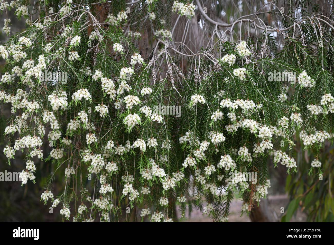 L'arbre à thé noir (Melaleuca bracteata) est un arbuste ou un petit arbre endémique d'Australie. Détail des inflorescences. Banque D'Images