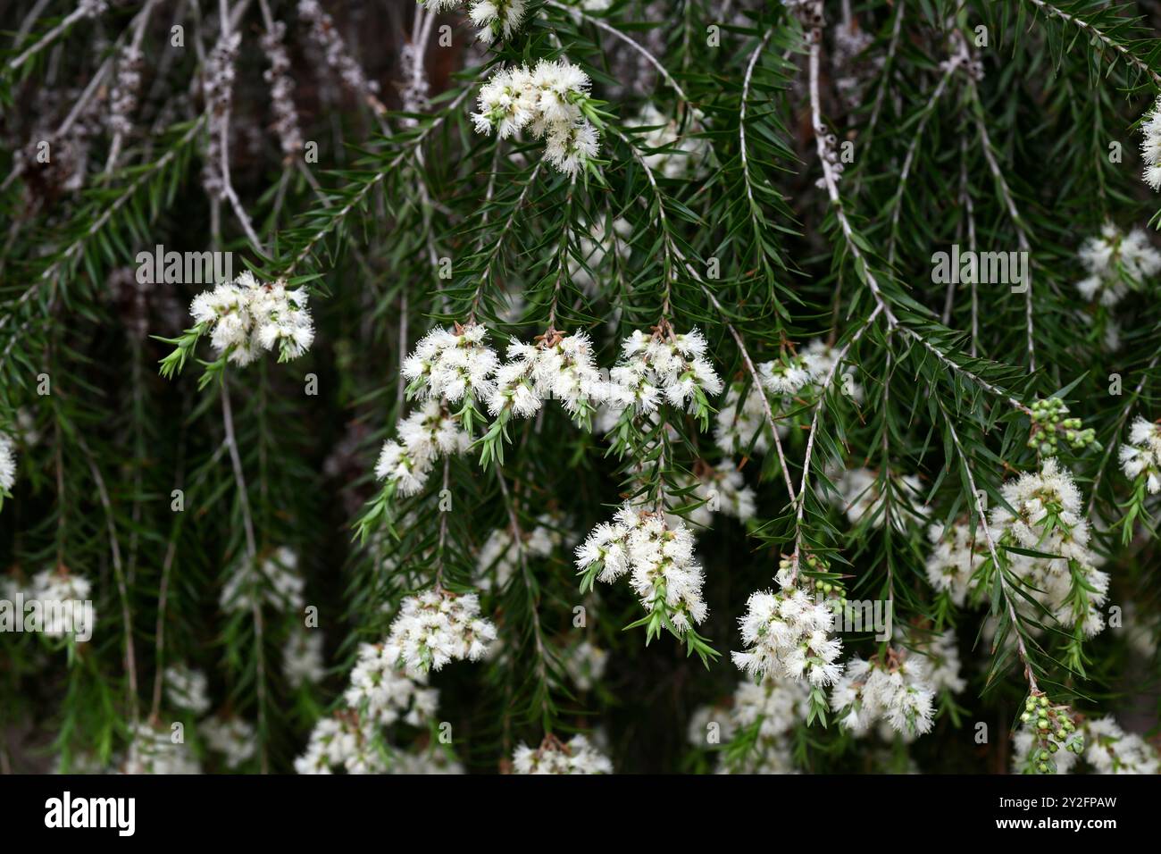 L'arbre à thé noir (Melaleuca bracteata) est un arbuste ou un petit arbre endémique d'Australie. Détail des inflorescences. Banque D'Images