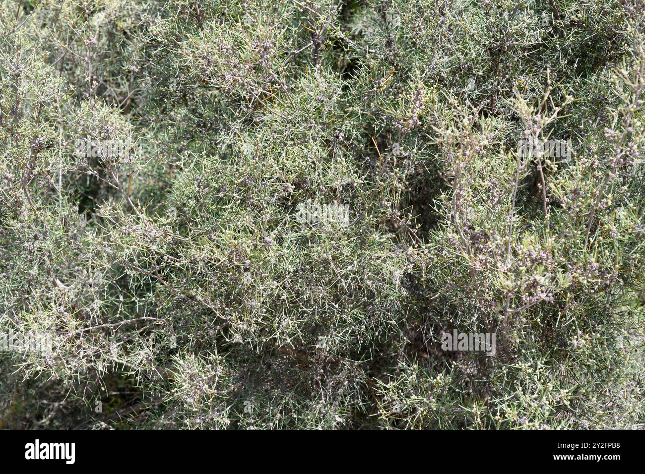 Le miel-myrte du désert (Melaleuca glomerata) est un arbuste ou un petit arbre originaire d'Australie. Banque D'Images
