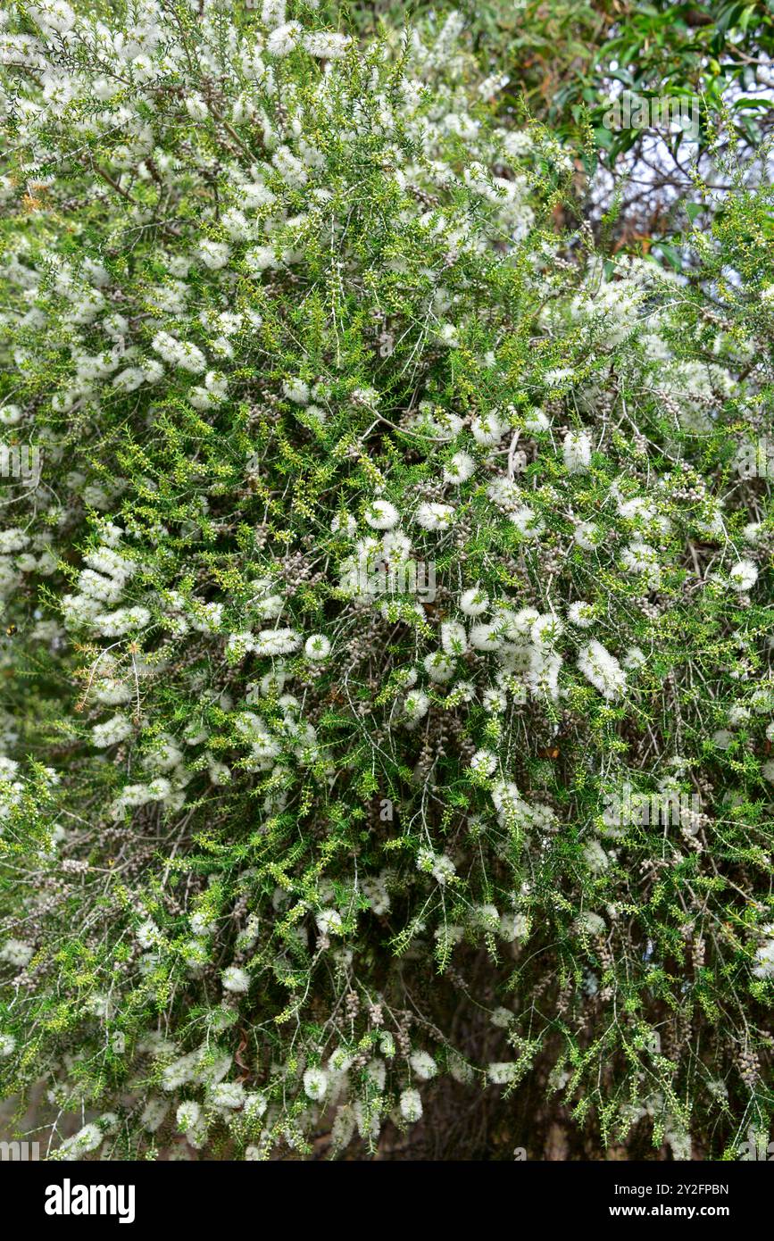 L'écorce de papier noire (Melaleuca lanceolata) est un arbuste ou un petit arbre originaire du sud de l'Australie. Banque D'Images