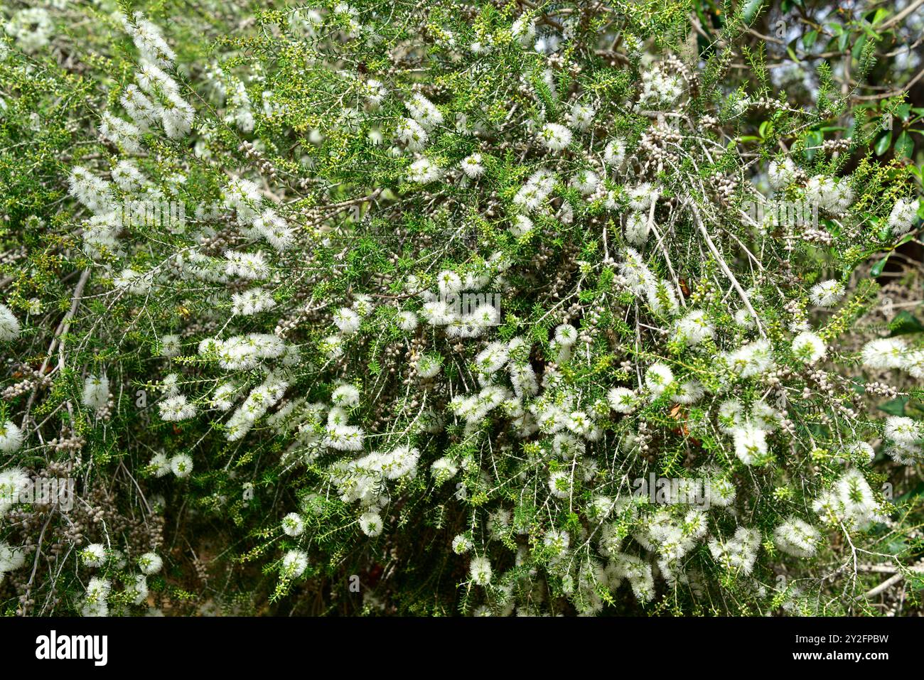 L'écorce de papier noire (Melaleuca lanceolata) est un arbuste ou un petit arbre originaire du sud de l'Australie. Banque D'Images