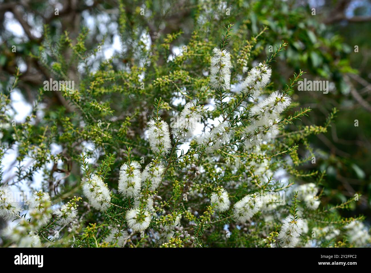 L'écorce de papier noire (Melaleuca lanceolata) est un arbuste ou un petit arbre originaire du sud de l'Australie. Détail des inflorescences. Banque D'Images