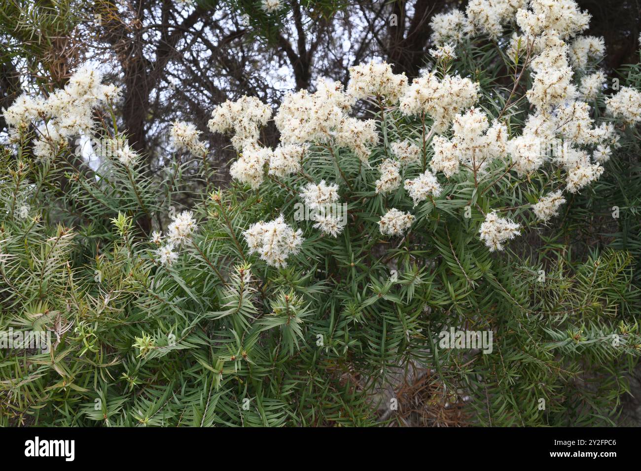 La neige en été (Melaleuca linariifolia) est un petit arbre endémique de l'est de l'Australie. Détail des inflorescences. Banque D'Images