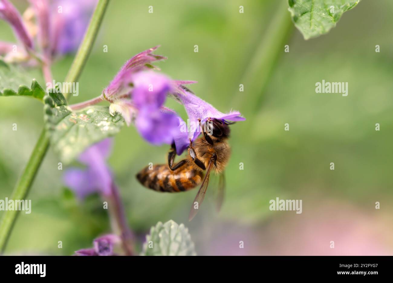 Gros plan d'une abeille à miel sur la fleur de lavande collectant le nectar, Royaume-Uni. Banque D'Images