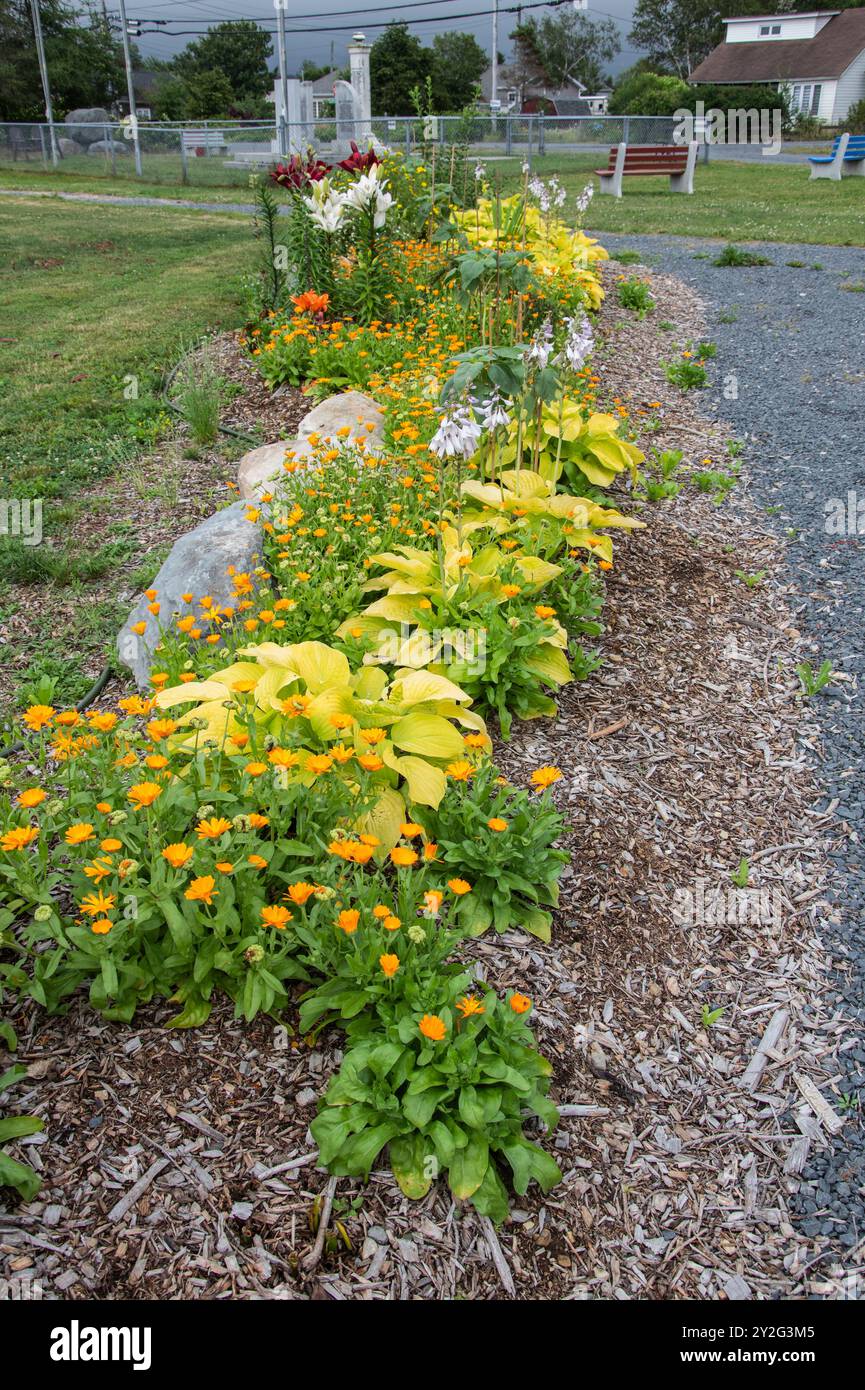 Fleurs d'été au parc communautaire de la famille Cranford à New Harbour, Terre-Neuve-et-Labrador, Canada Banque D'Images