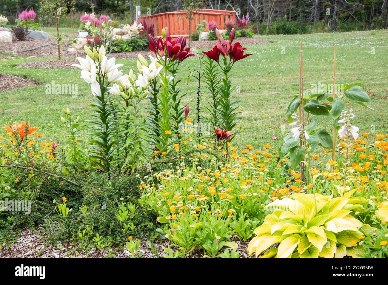 Pont et fleurs d'été au parc communautaire de la famille Cranford à New Harbour, Terre-Neuve-et-Labrador, Canada Banque D'Images