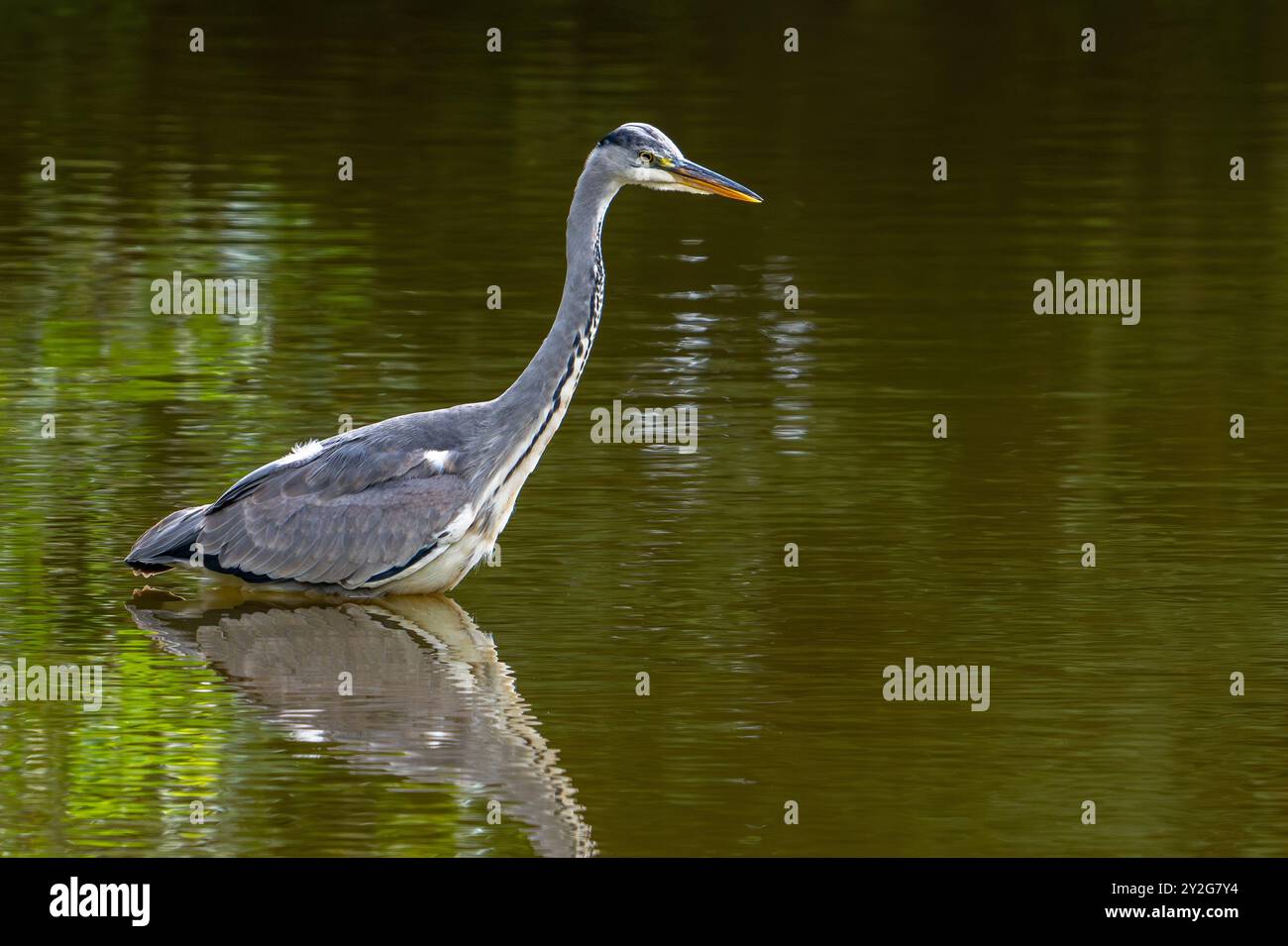 Héron gris (Ardea cinerea) pêche juvénile dans les eaux peu profondes de l'étang à la fin de l'été Banque D'Images