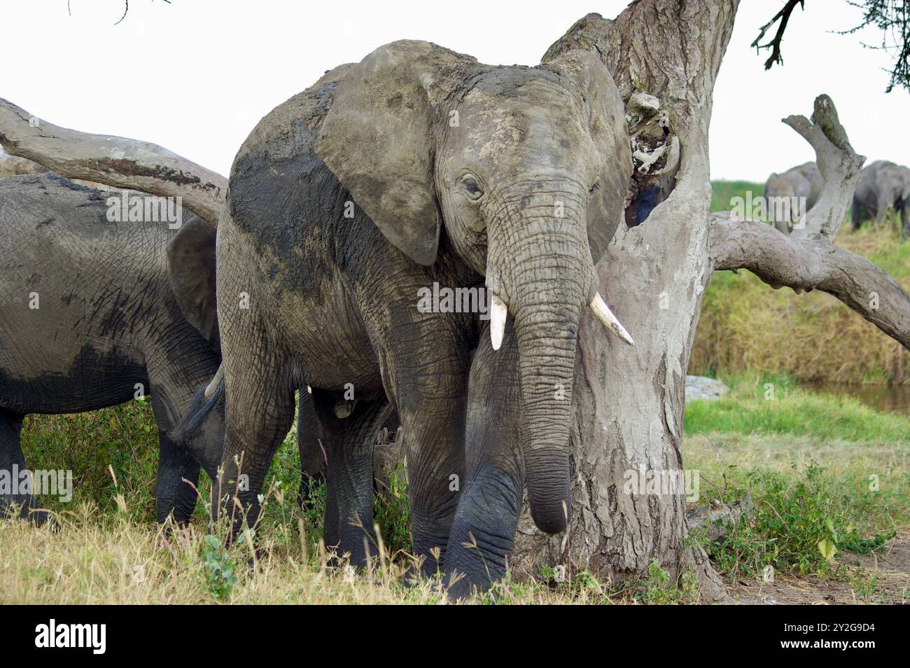 Gros éléphant juste sorti de l'eau et griffé contre un arbre, il est partiellement mouillé, a 2 défenses ivoire Banque D'Images