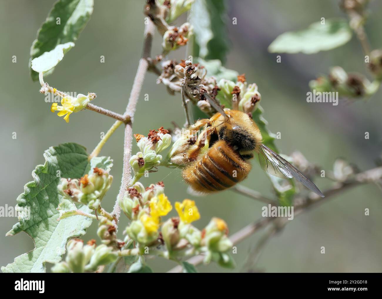 Galápagos Carpenter Bee, abeille charpentière des Galapagos, Xylocopa darwini, galápagosi ácsméh, Santa Cruz Island, Galápagos, Equateur, Amérique du Sud Banque D'Images