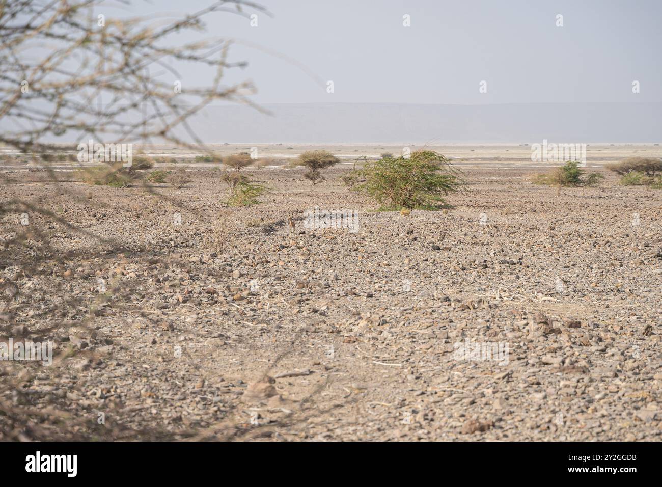 Un jeune veau springbok se cache dans l'herbe des plaines africaines, Djibouti Banque D'Images