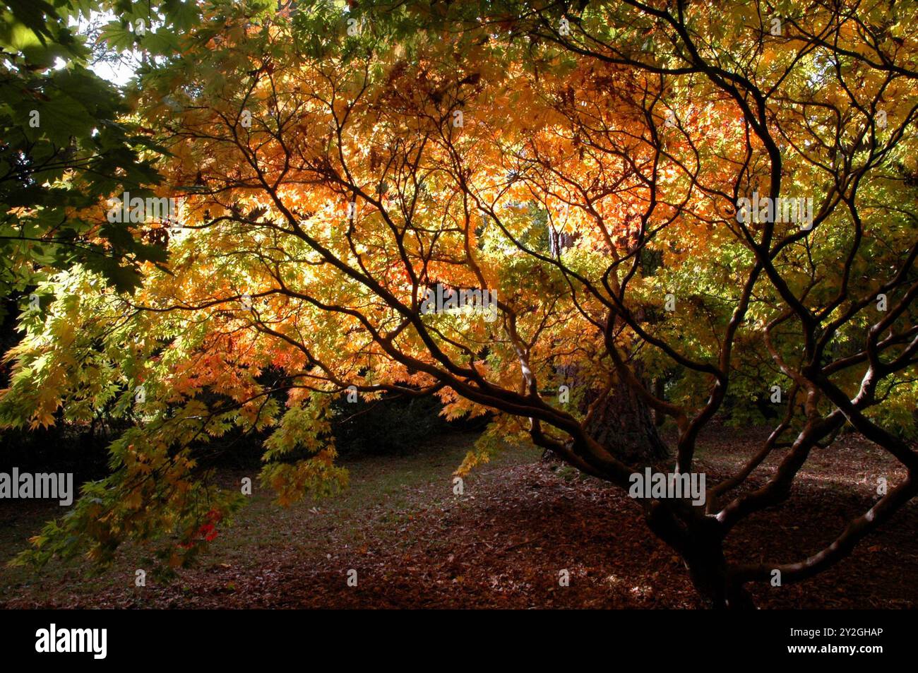 Le soleil d'automne illumine les couleurs variées d'un érable japonais, Acer Palmatum, dans l'Arbouretum national de Westonbirt à Gloucestersh Banque D'Images