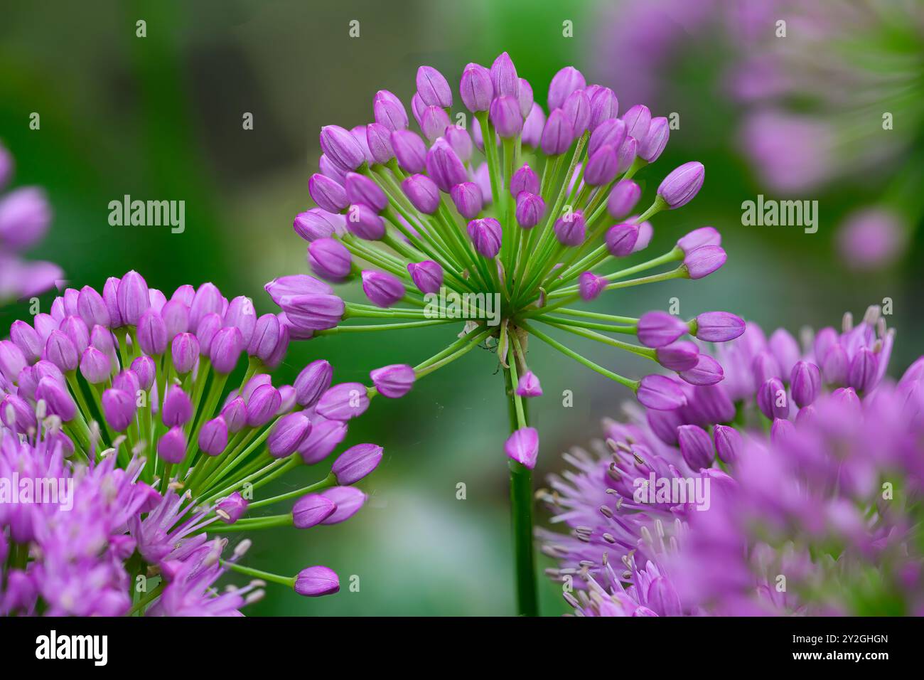 Plante d'oignon géant avec des bourgeons Banque D'Images