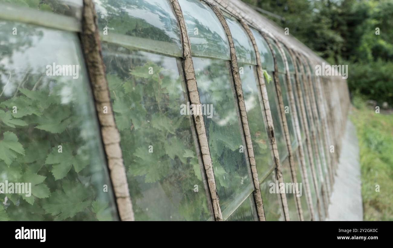 Charmante réception de mariage en serre : une célébration de campagne rustique Banque D'Images