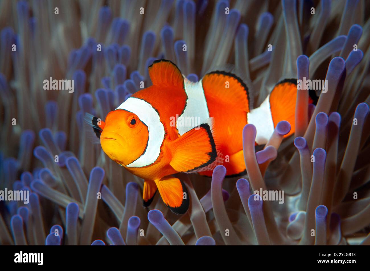 Ménominé faux, Amphiprion ocellaris, Raja Ampat Indonésie Banque D'Images