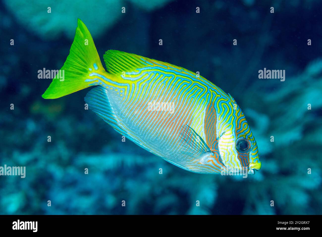 Lapin masqué, Siganus puellus, Raja Ampat papouasie occidentale Indonésie. Banque D'Images
