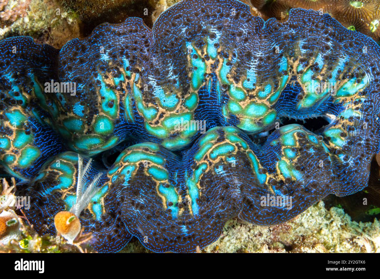 Palourde foudre, Tridacna crocea, Raja Ampat Indonésie. Banque D'Images