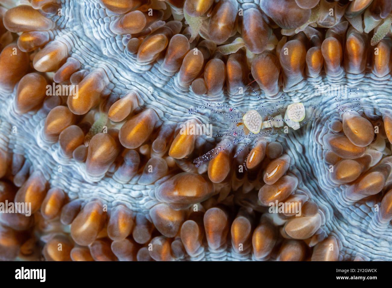 Crevette commensale, Hamopontonia corallicola, sur un corail dur, Raja Ampat Indonesia. Banque D'Images