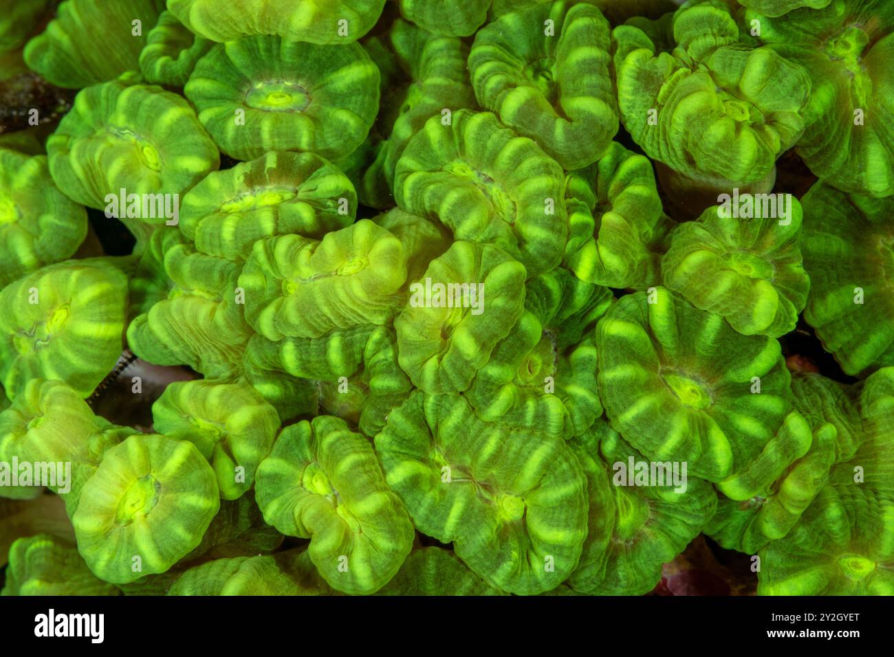 Corail pierreux, Lobophyllia,spp, Raja Ampat Indonesia. Banque D'Images