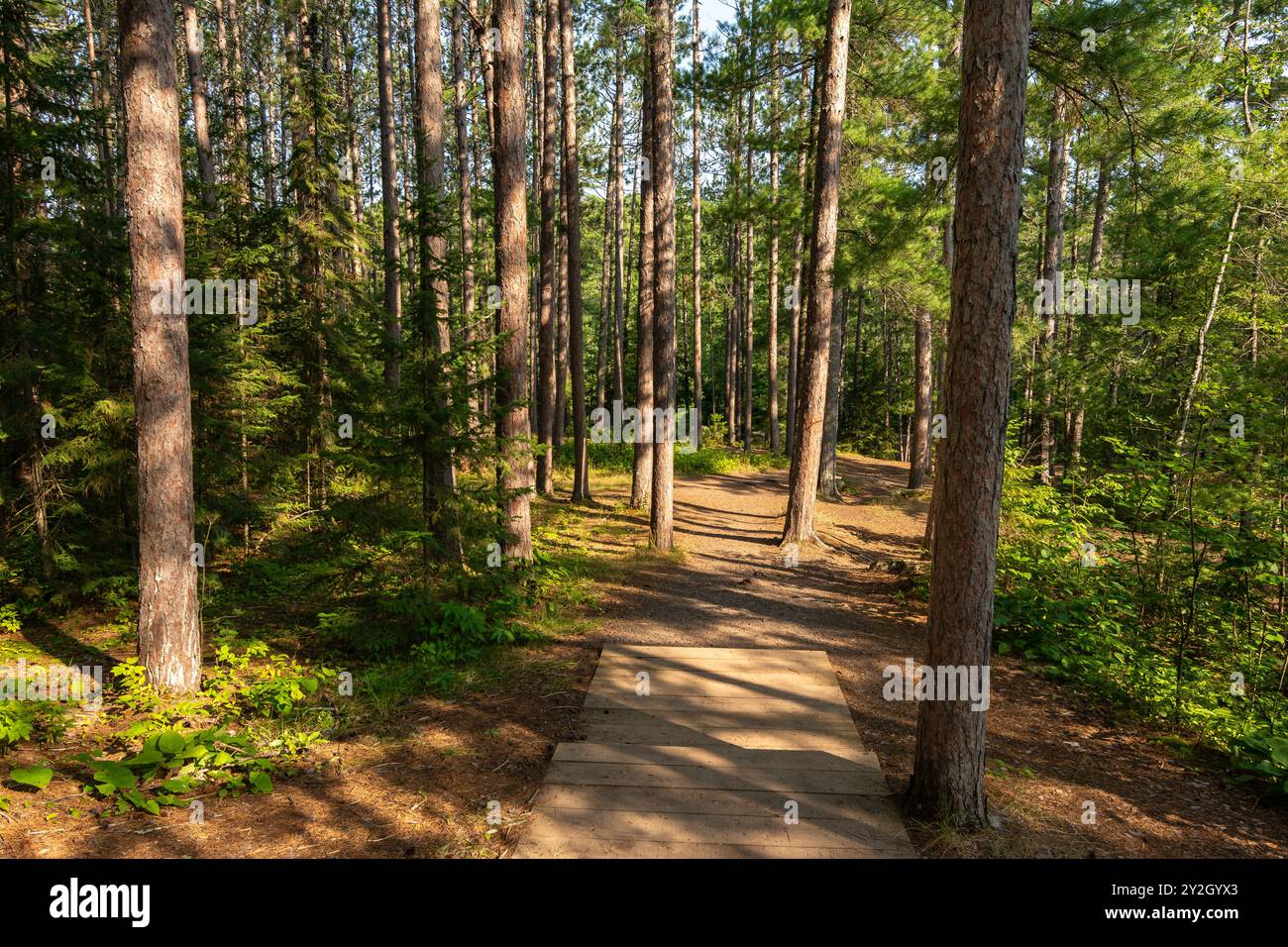 Sentiers de randonnée à travers les pins dans le parc d'état d'Amnicon Falls. South Range, Wisconsin, États-Unis. Banque D'Images