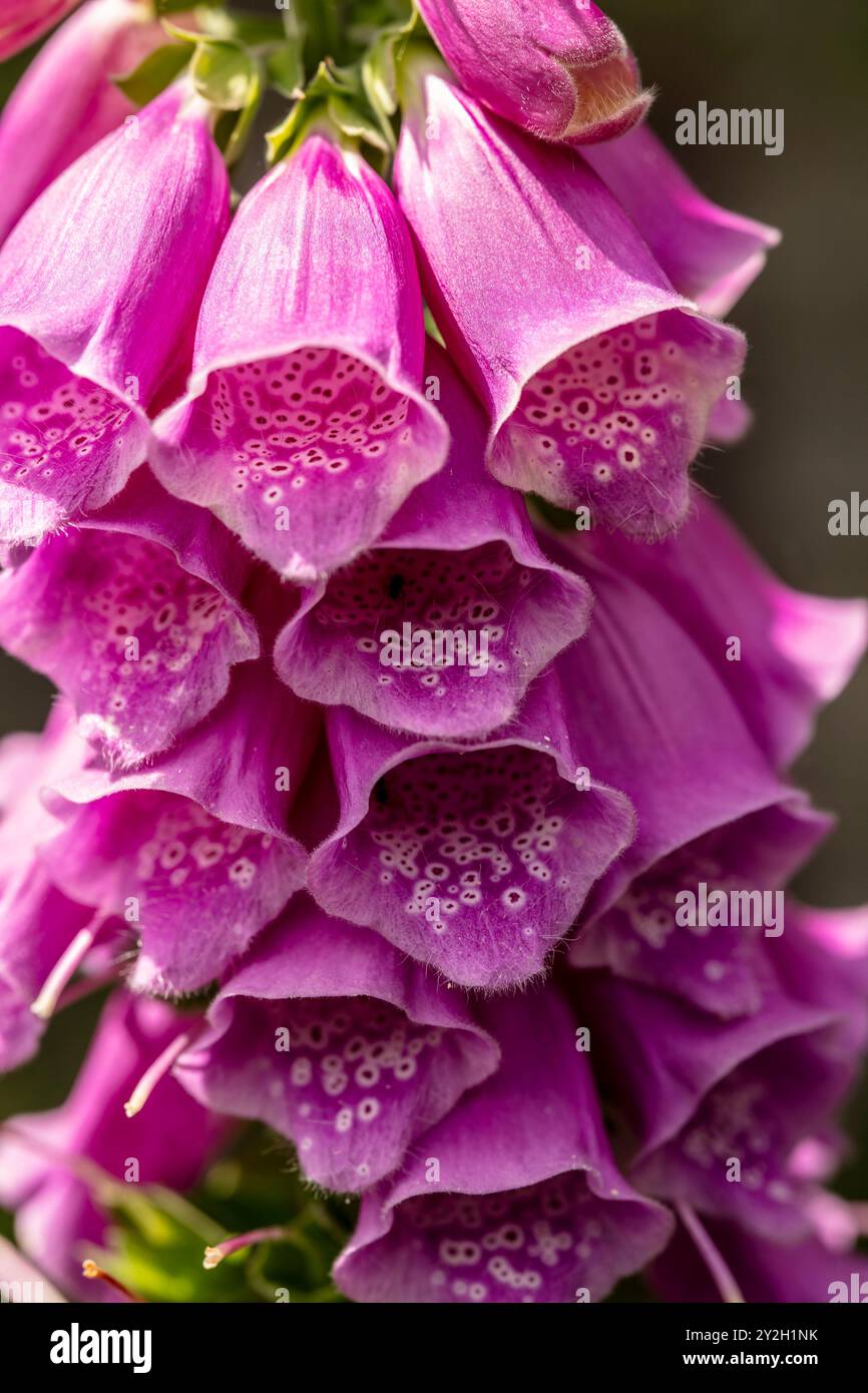Naturel gros plan portrait de plante à fleurs de la très populaire Digitalis Blooms.attention-obtenir, belle, floraison, rougissement, gras, généreux, Banque D'Images