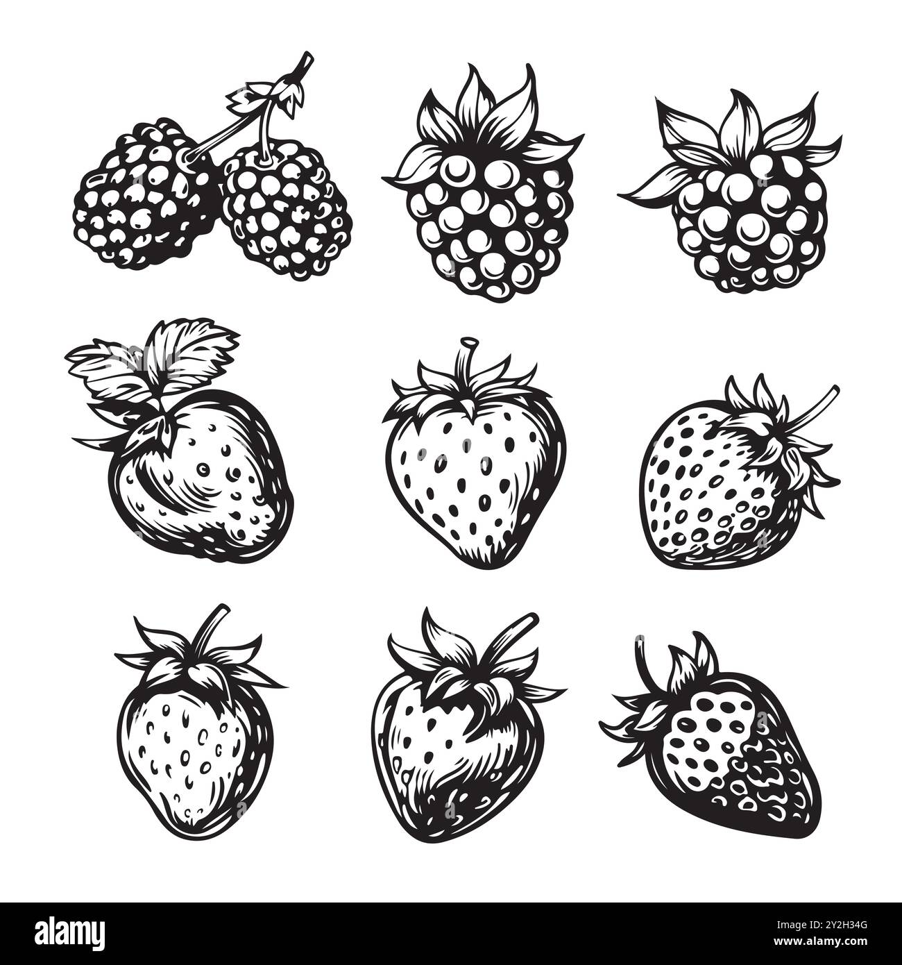dessin vectoriel berry. Croquis isolé de branche de baies sur fond blanc. Illustration de style gravé fruit d'été. Cuisine végétarienne détaillée dessinée à la main. Illustration de Vecteur