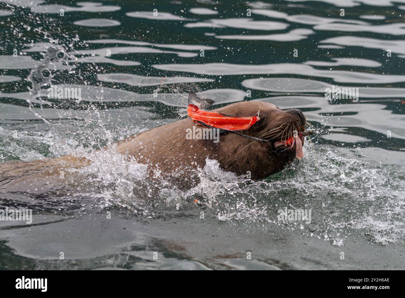 Taureau de lion de mer du Nord (Steller) (Eumetopias jubatus) se nourrissant de déchets de pêcheurs près de Petersburg, États-Unis. Banque D'Images