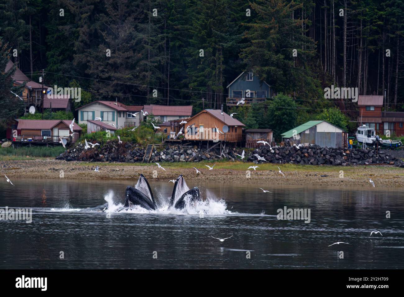 Rorquals à bosse adultes (Megaptera novaeangliae) se nourrissant en coopération avec des filets à bulles, sud-est de l'Alaska, États-Unis. Banque D'Images