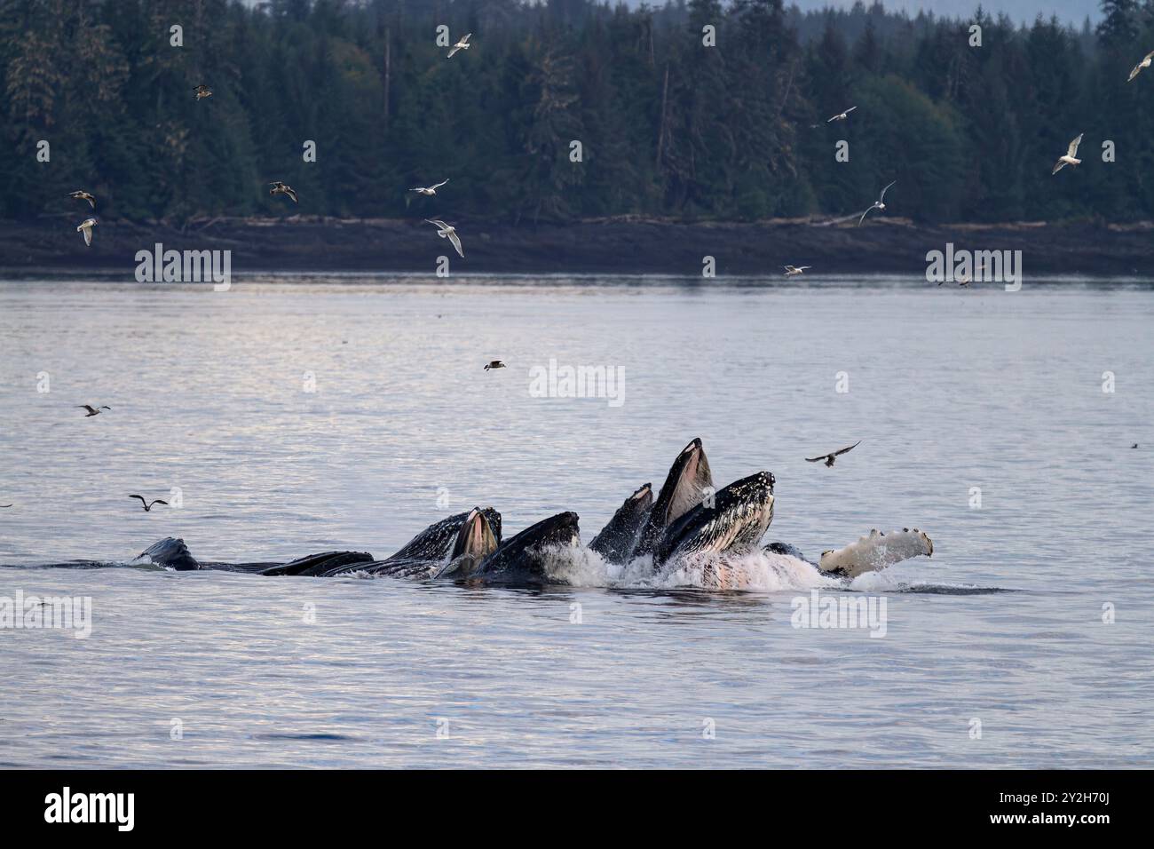 Les baleines à bosse adultes (Megaptera novaeangliae) se nourrissent en coopération avec des filets à bulles à Snow Pass, aux États-Unis. Banque D'Images