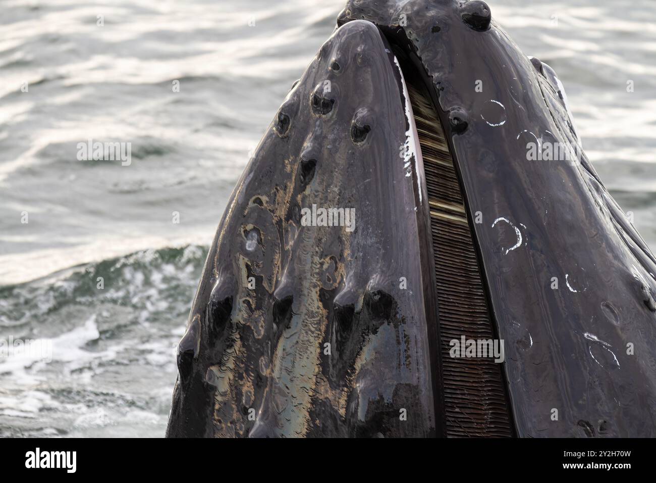 Les baleines à bosse adultes (Megaptera novaeangliae) se nourrissent en coopération avec des filets à bulles à Snow Pass, aux États-Unis. Banque D'Images