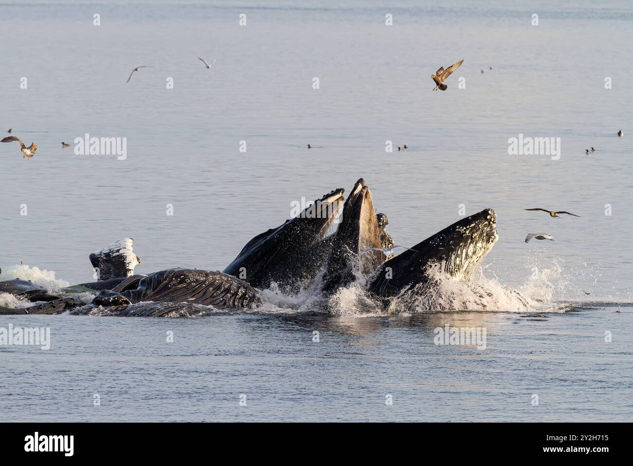 Les baleines à bosse adultes (Megaptera novaeangliae) se nourrissent en coopération avec des filets à bulles à Snow Pass, aux États-Unis. Banque D'Images