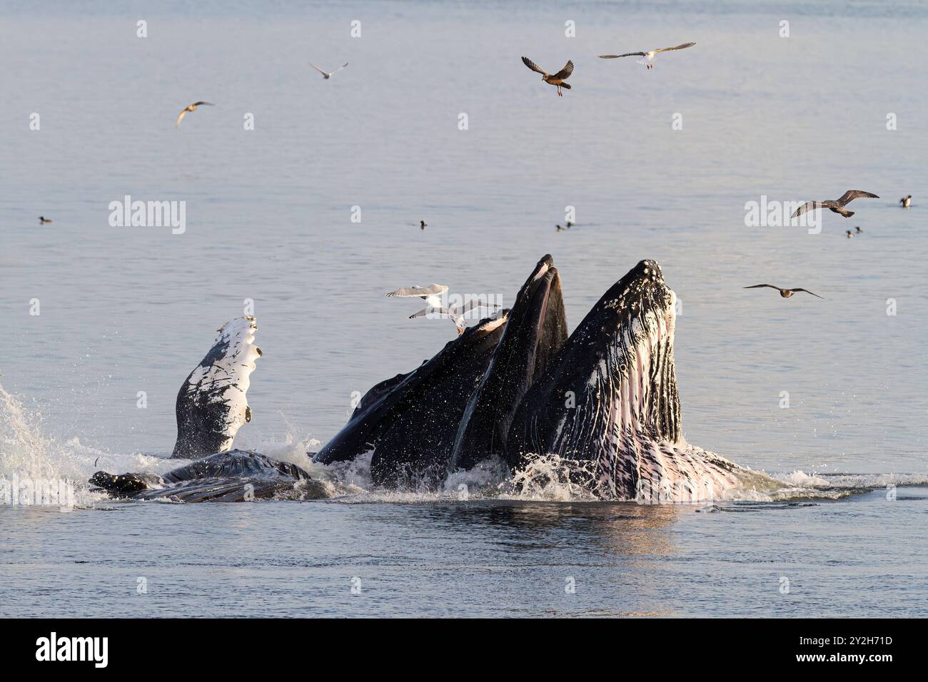 Les baleines à bosse adultes (Megaptera novaeangliae) se nourrissent en coopération avec des filets à bulles à Snow Pass, aux États-Unis. Banque D'Images