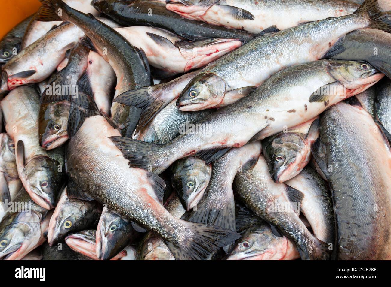 Saumon fraîchement pêché, de la ville de pêcheurs de Petersburg sur l'île Mitkof, sud-est de l'Alaska, États-Unis, océan Pacifique. Banque D'Images