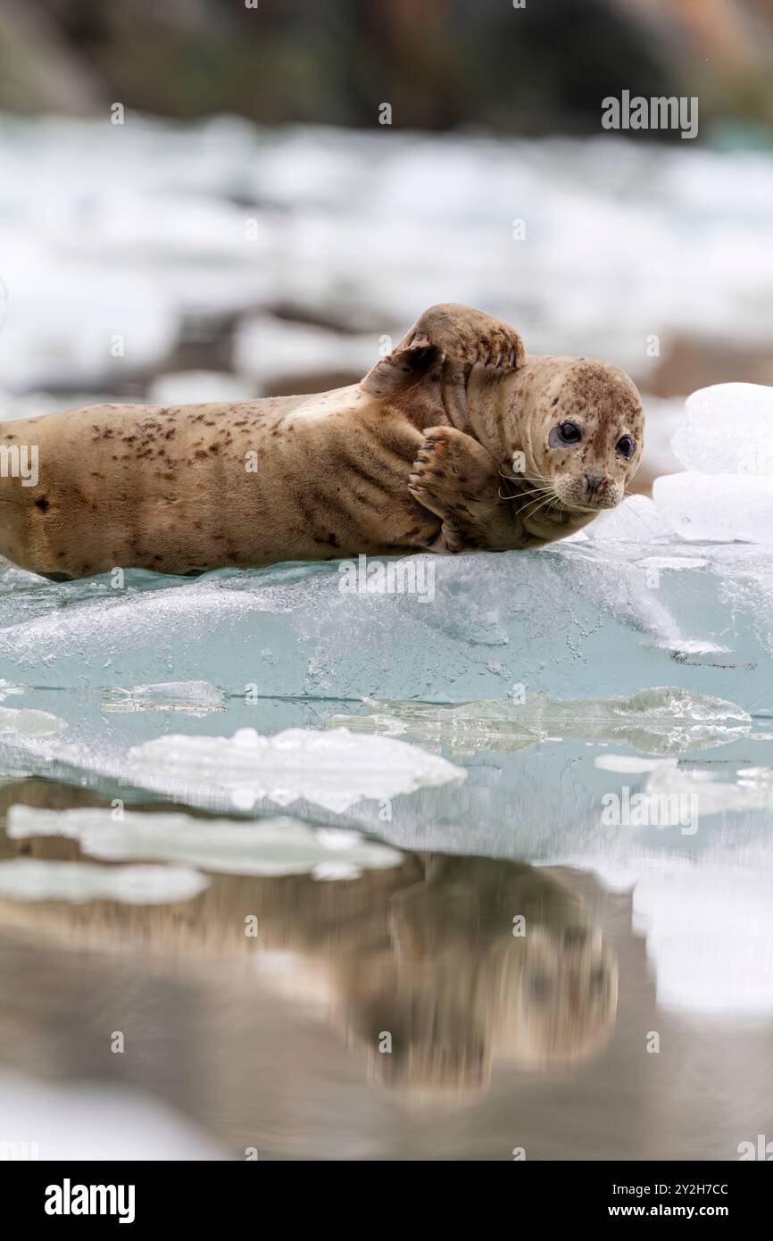 Phoque commun (Phoca vitulina) tiré sur de la glace vêlée du glacier South Sawyer, dans le sud-est de l'Alaska, aux États-Unis. Banque D'Images