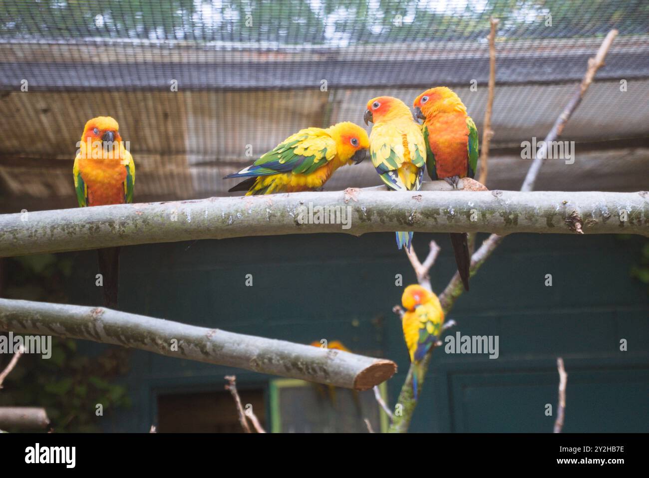 Perroquets oranges montrant de l'affection et de l'espiègle Banque D'Images