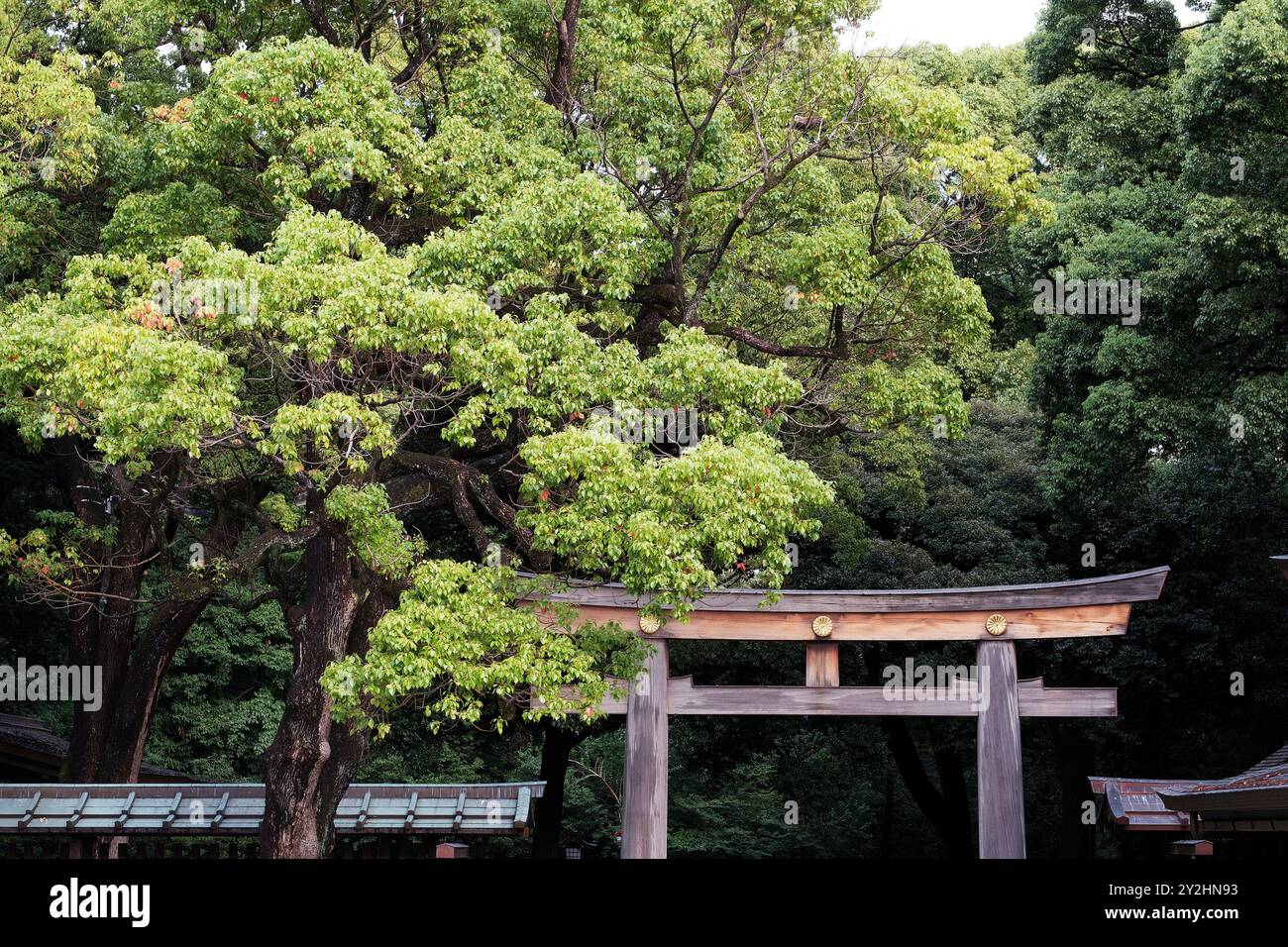 Une porte Tori au sanctuaire Meji à Tokyo, au Japon. Banque D'Images