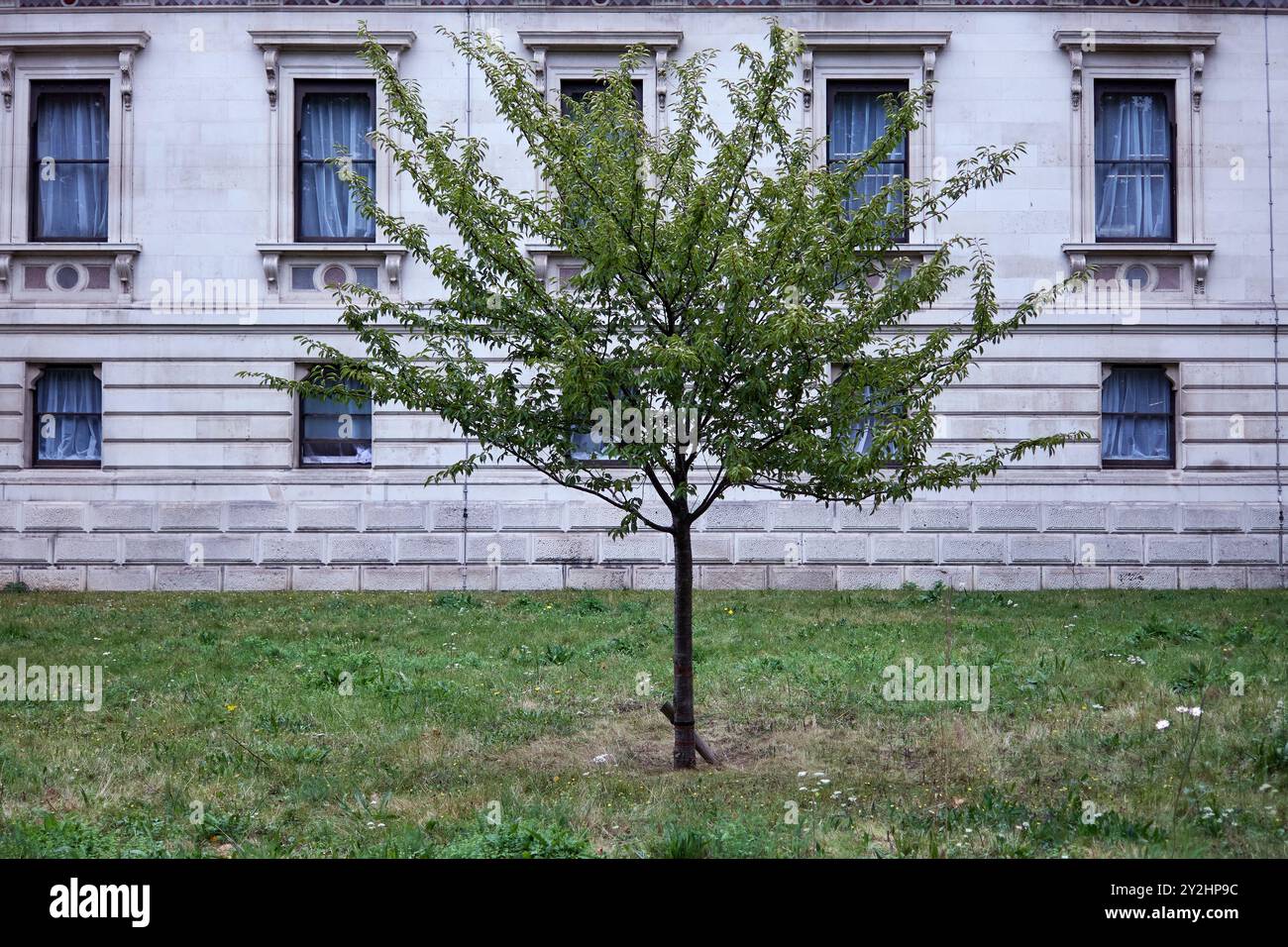 un seul petit arbre au milieu de la pelouse devant le vieux bâtiment sans ciel Banque D'Images
