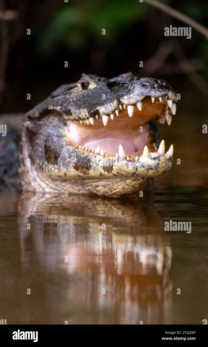 Gros plan de la bouche d'un caïman au Pantanal, Brésil Banque D'Images