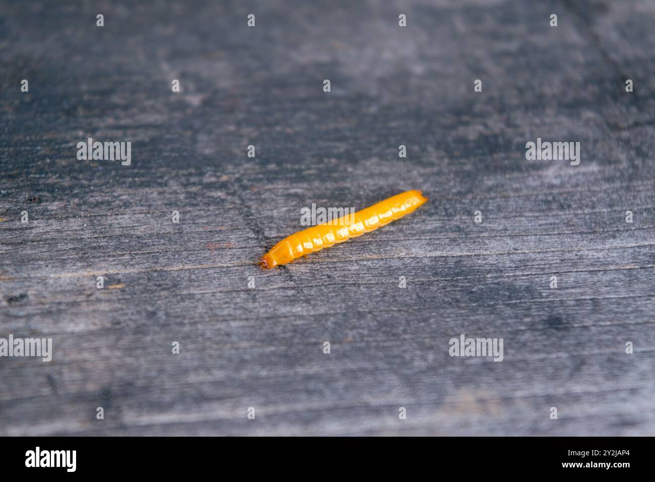 Ver à câble - larves d'Agriotes espèce de coléoptère de la famille des Elateridae. Il est communément appelé le coléoptère de clic doublé. Banque D'Images