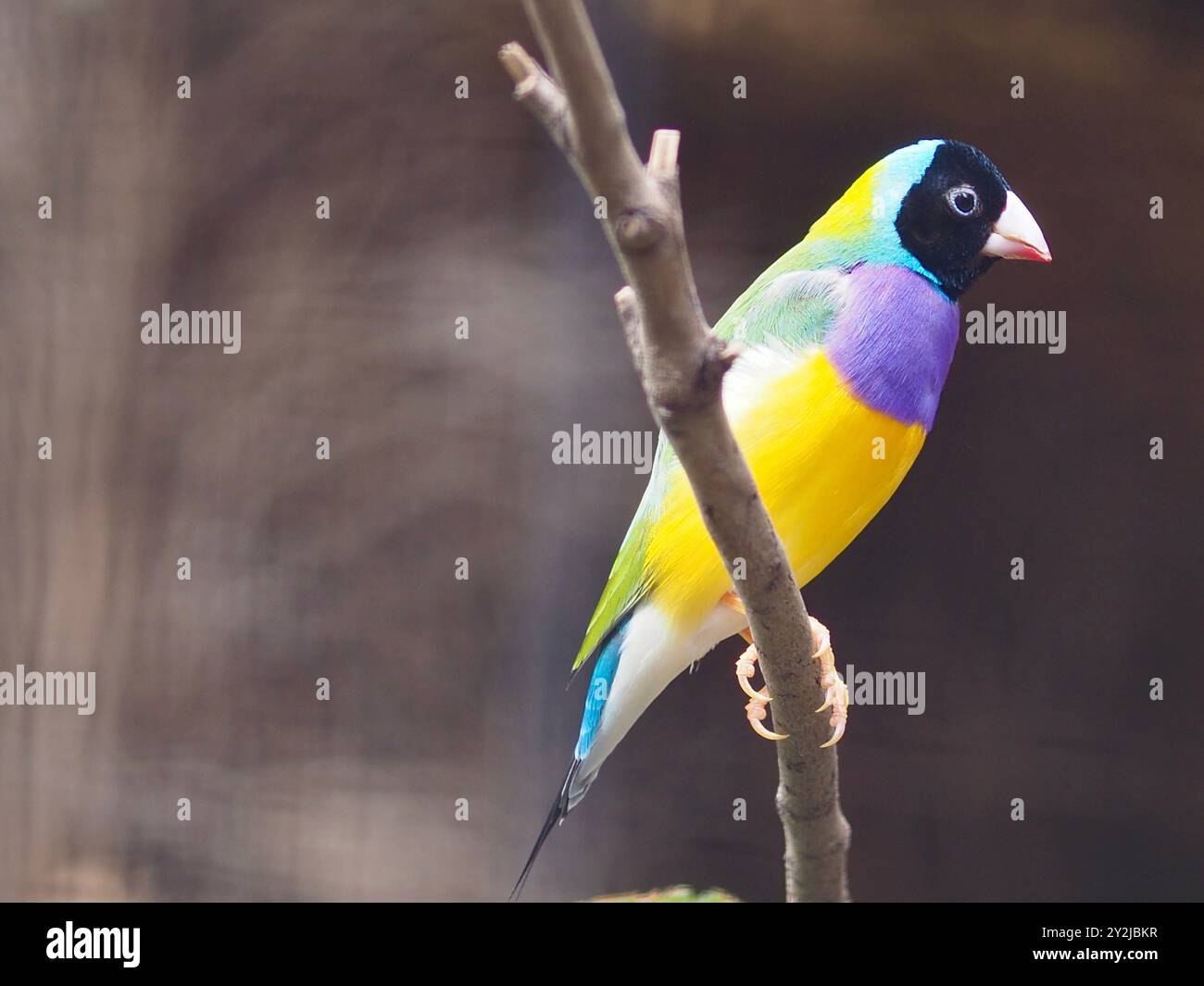 Enchanteur féminin sensationnel Finch Gouldian dans une beauté éblouissante. Banque D'Images