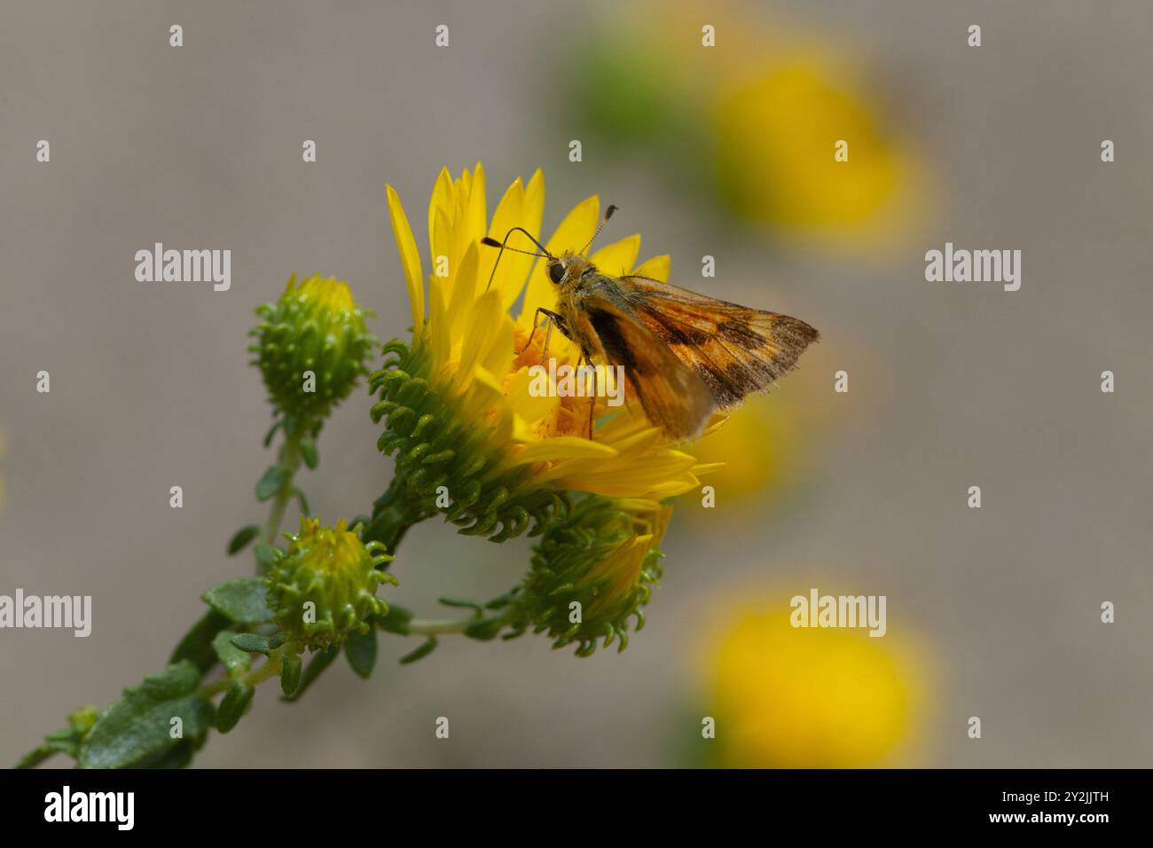 Papillon skipper non identifié sur gumweed Curlycup (Grindelia squarrosa). Les plantes indigènes attirent mieux les insectes pollinisateurs que les espèces introduites. Banque D'Images