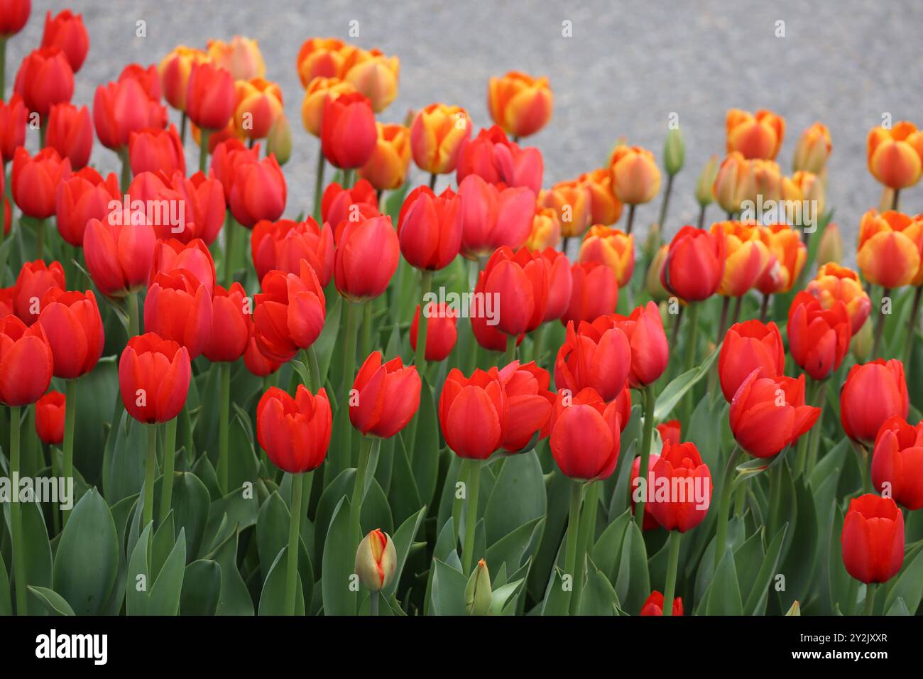 Les fleurs de tulipes rouges et oranges créent un spectacle à couper le souffle. Banque D'Images