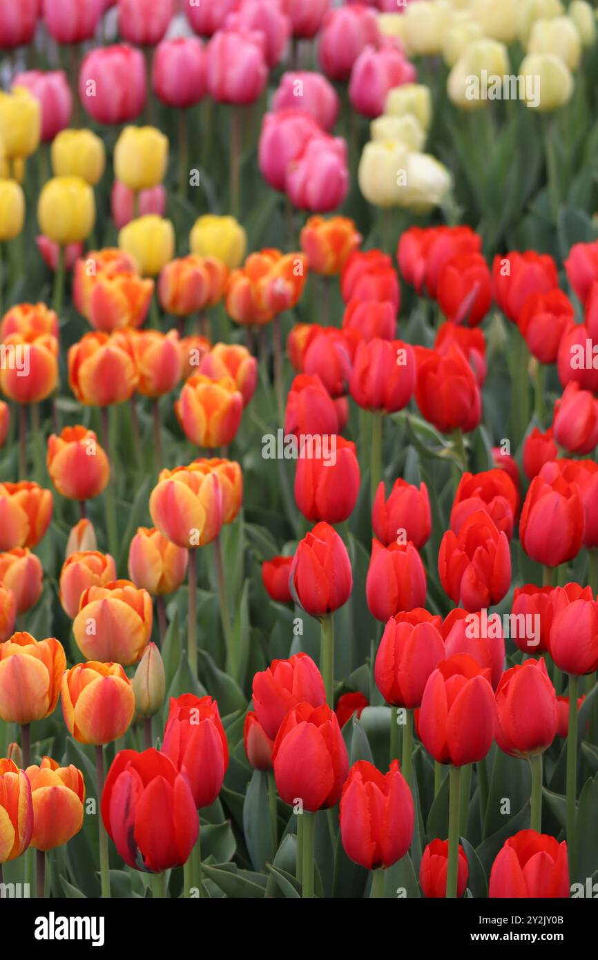 Kaléidoscope de teintes, des roses tendres aux oranges flamboyantes, ces tulipes peignent un tableau de joie printanière. Banque D'Images
