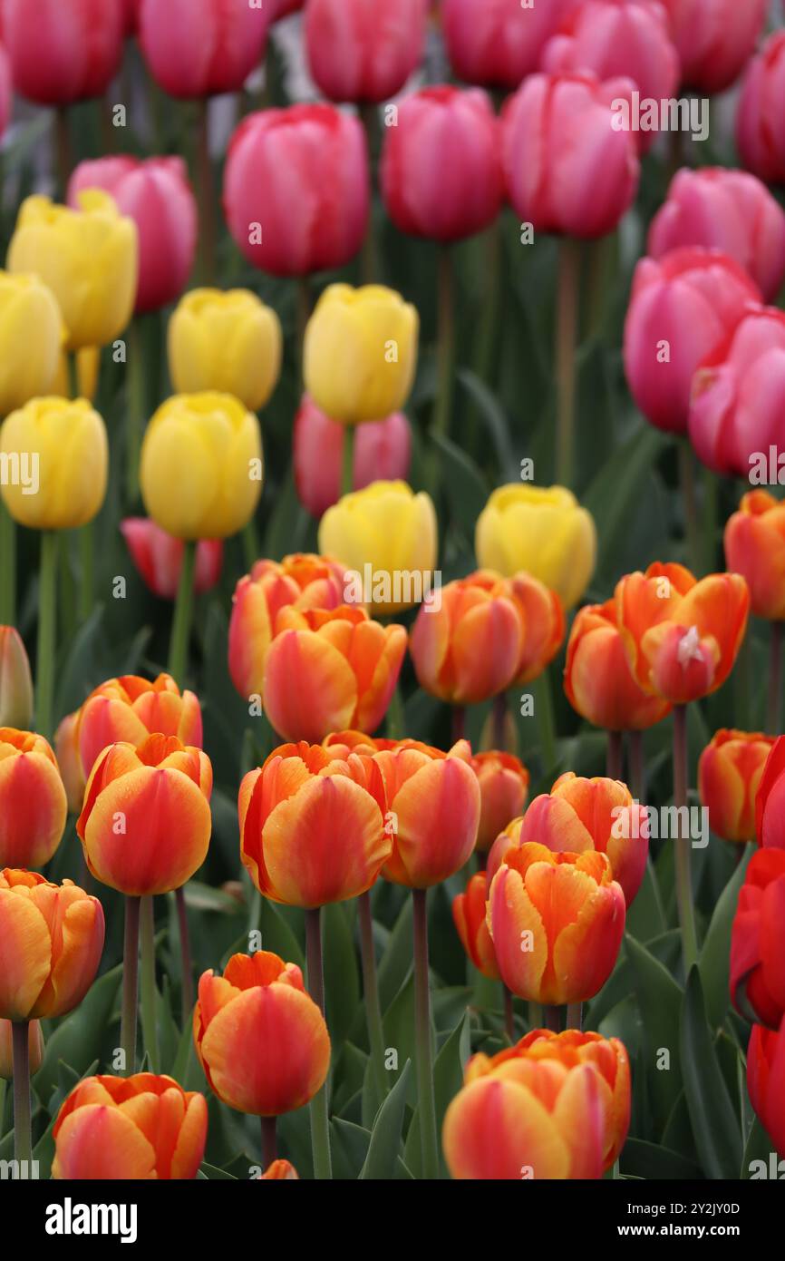 Kaléidoscope de teintes, des roses tendres aux oranges flamboyantes, ces tulipes peignent un tableau de joie printanière. Banque D'Images
