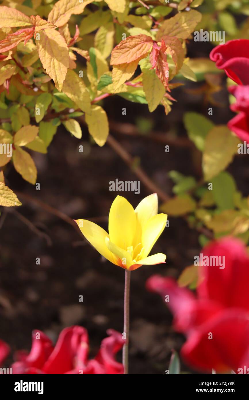 Une vue rapprochée d'une tulipe jaune frappante, ses délicats pétales encadrés par les tons chauds du feuillage environnant. Banque D'Images